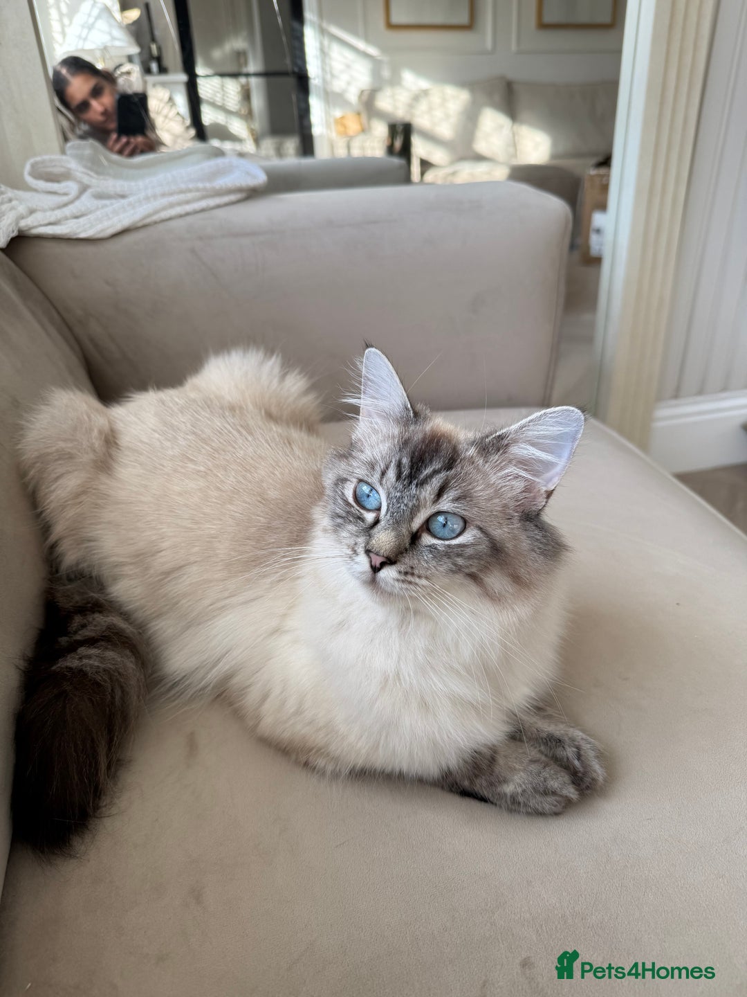 Mixed Breed cats for sale: Chunky, Fluffy Half Ragdoll Half British Shorthair - Image 8
