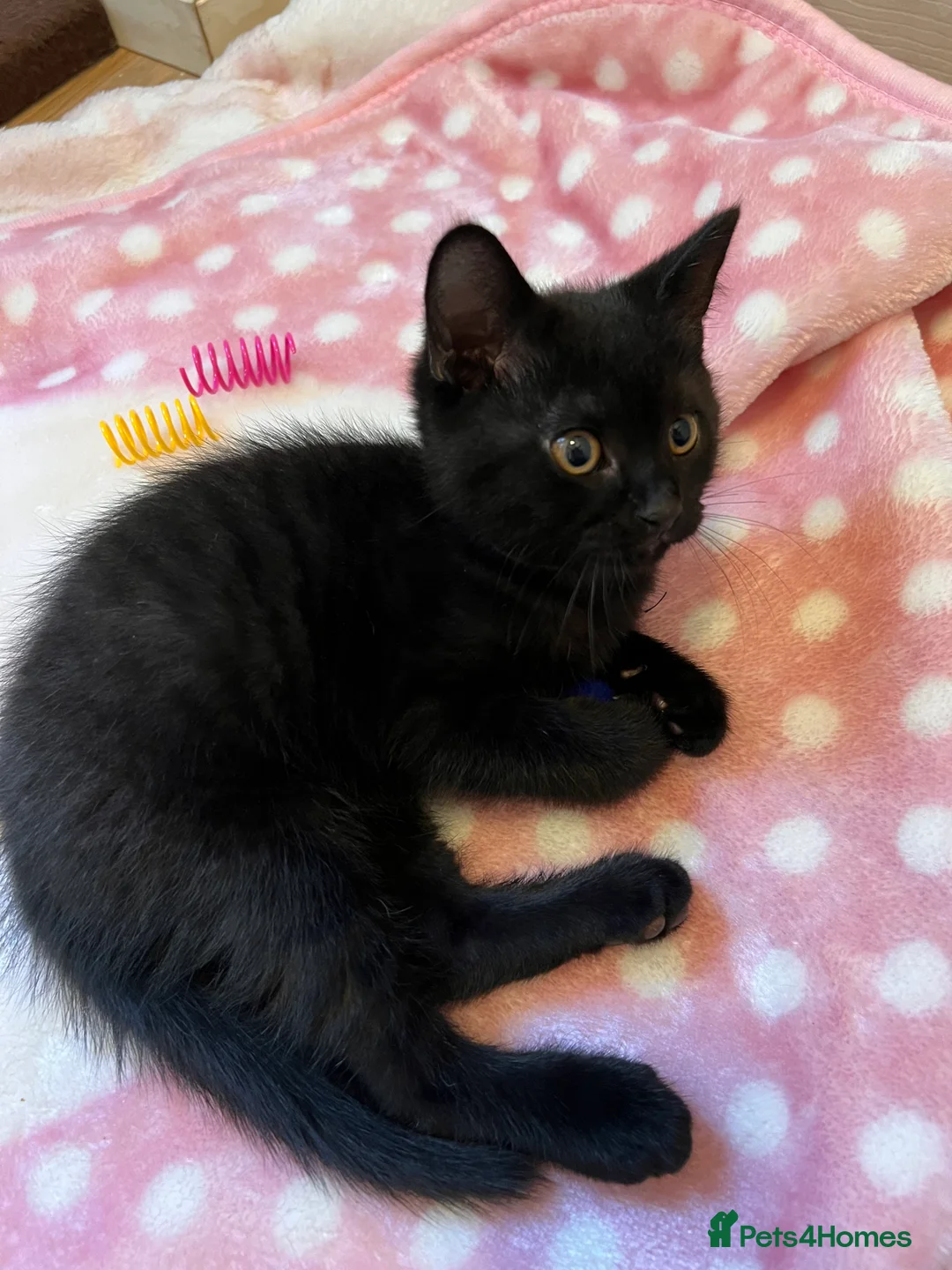 British Shorthair cats for sale: British Shorthair Kittens - Advert 5