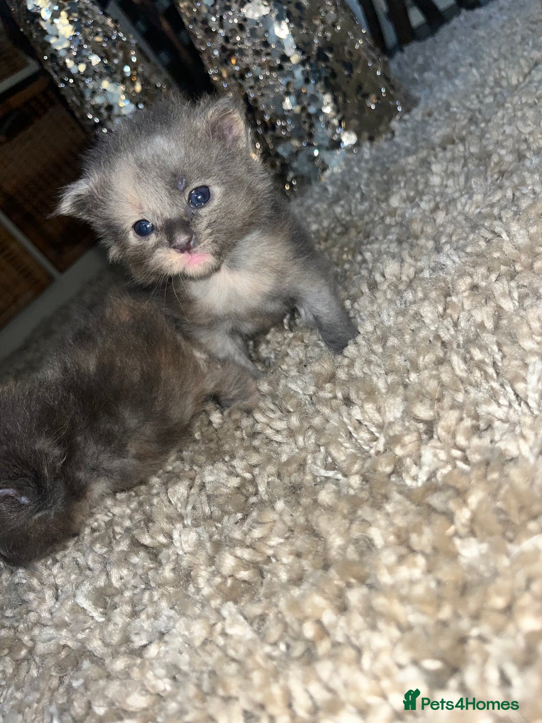 Maine Coon cats for sale: Maine coon smoke kittens  - Advert 2