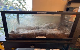 Tarantulas invertebrates for sale: Tarantula - Image 2