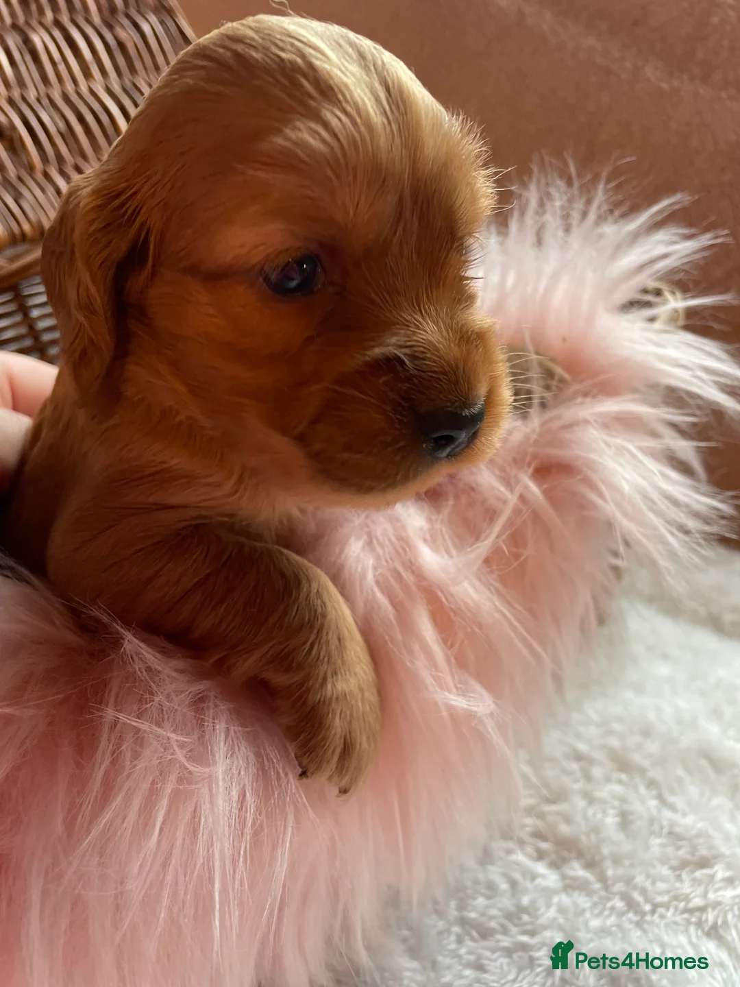 Mixed Breed dogs for sale: V.RARE ! Miniature GOLDEN RETRIEVERS(Dakota sport) - Advert 4