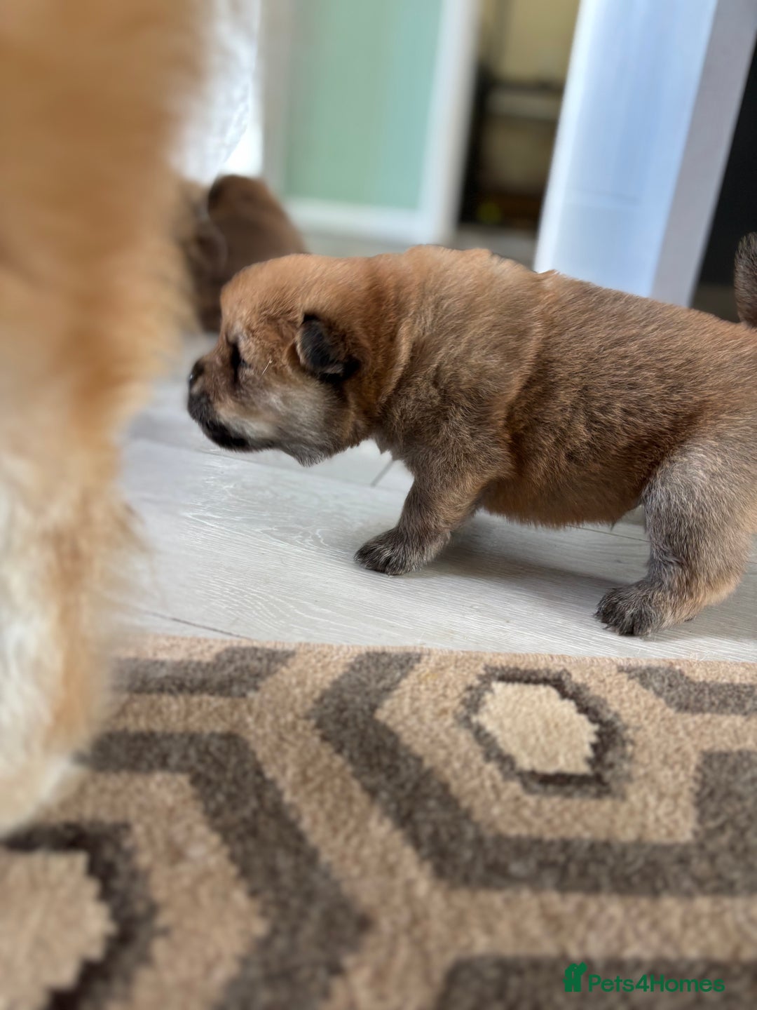 Chow Chow dogs for sale: chow chow puppies  - Image 11