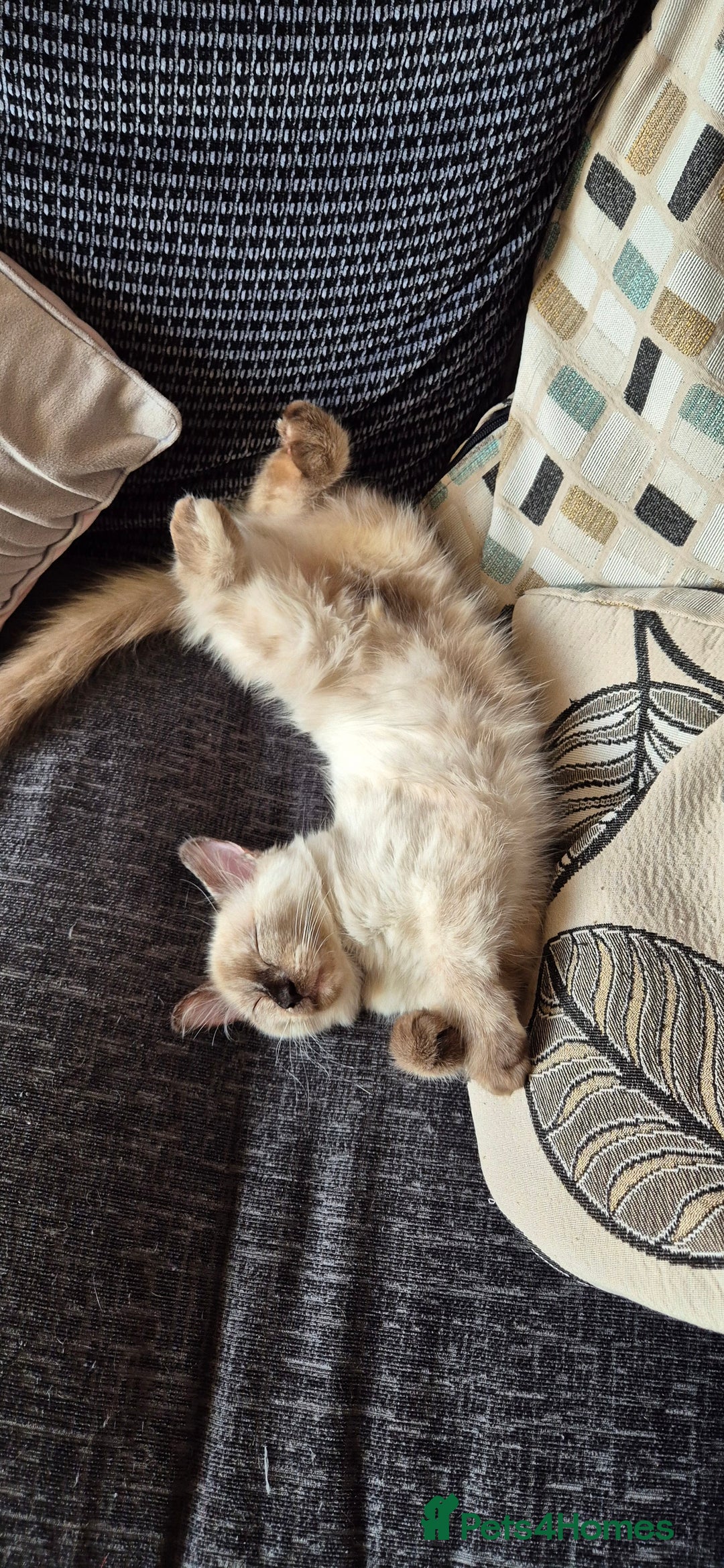 Turkish Angora cats for sale: Turkish angora  - Image 24