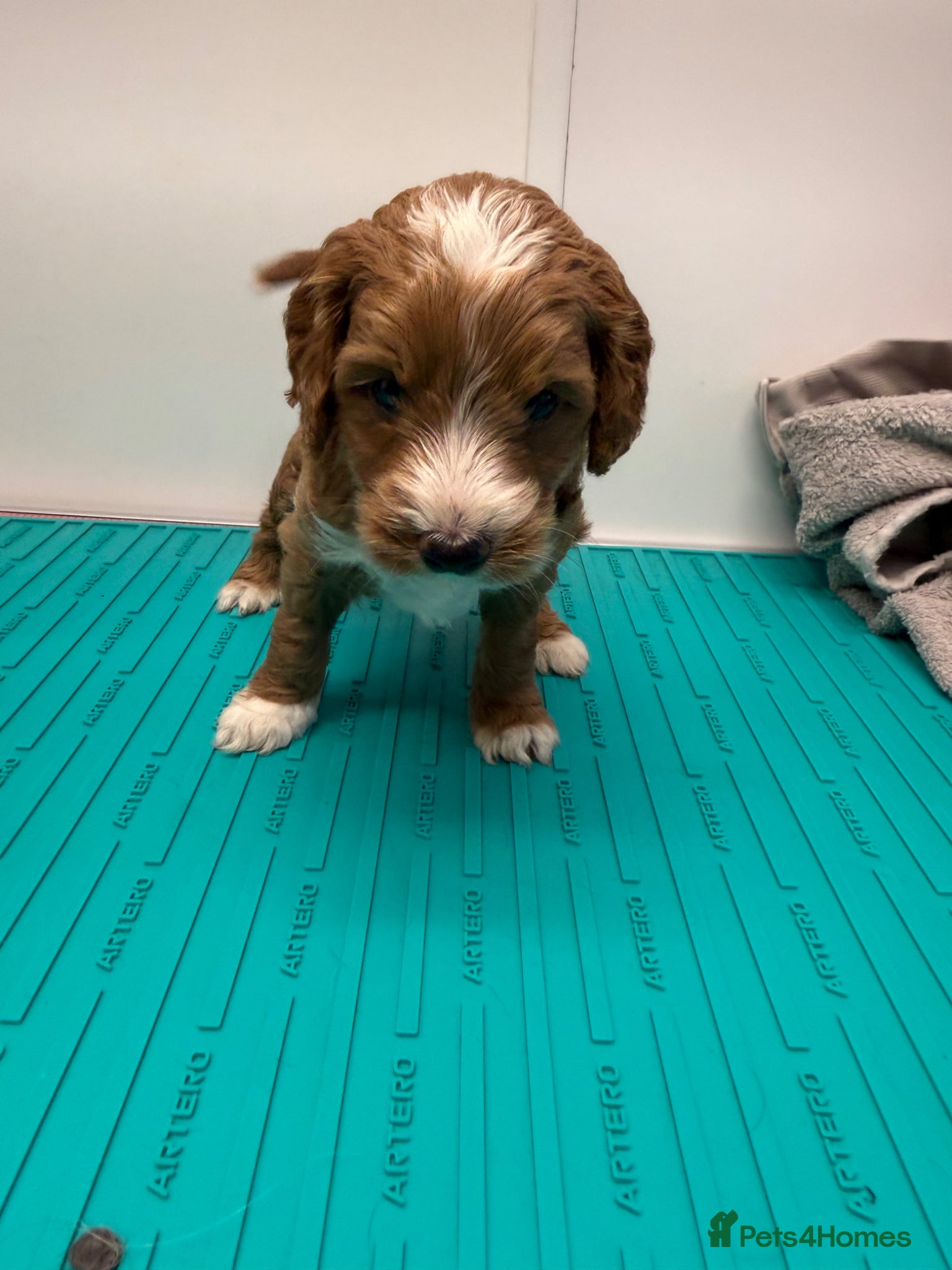 Cockapoo dogs Beautiful Toy Cockapoo Pups  - Advert 2