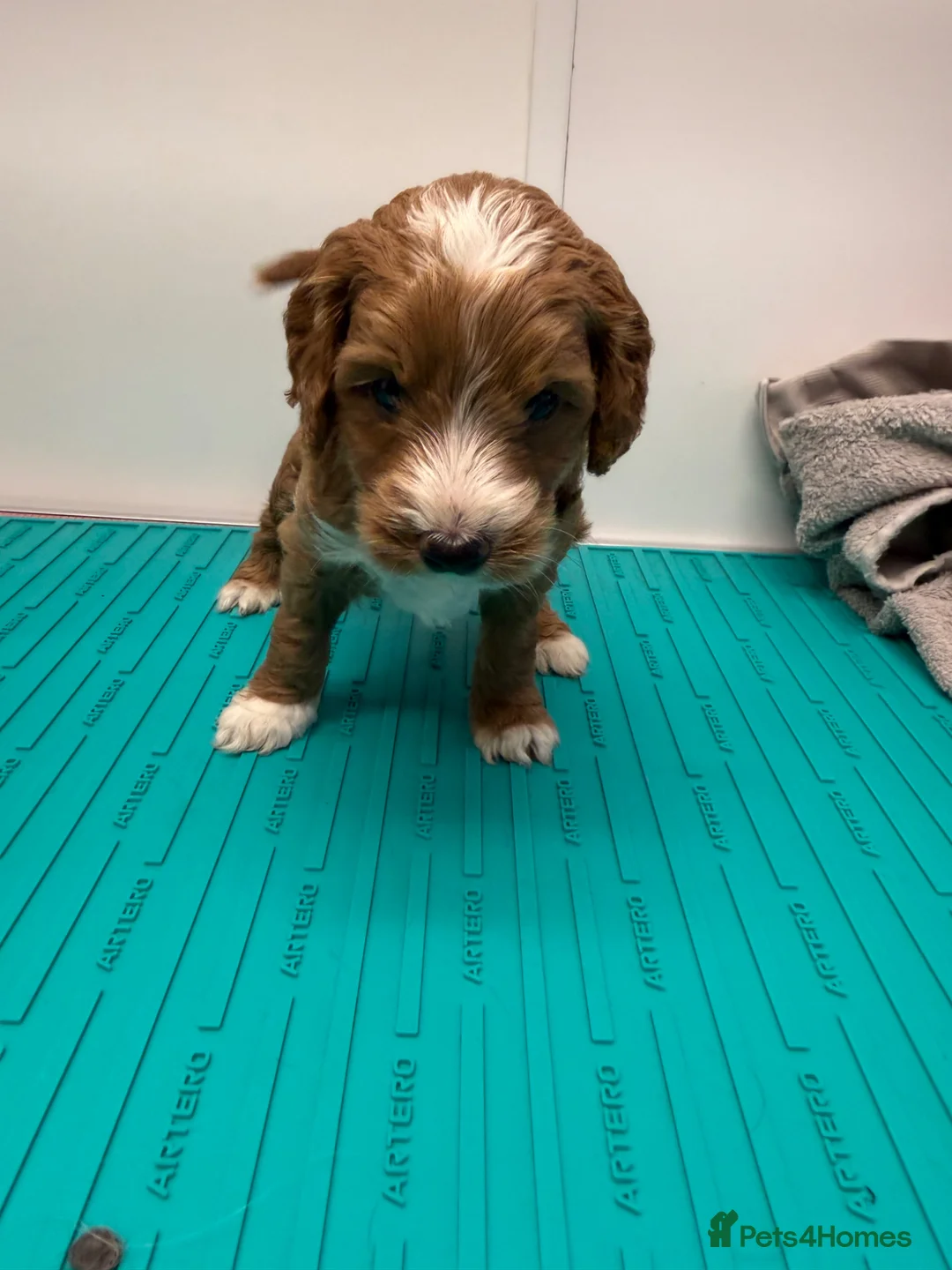 Cockapoo dogs for sale: Beautiful Toy Cockapoo Pups  - Advert 2