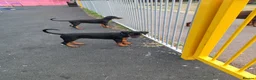 Dobermann dogs for sale: Adorable Doberman puppies PRICE REDUCTION £1650 - Advert 10