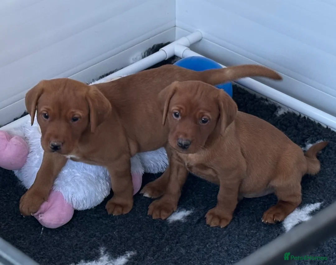 Labrador Retriever dogs for stud: Stunning Dark Red KC Reg Labrador  - Advert 12