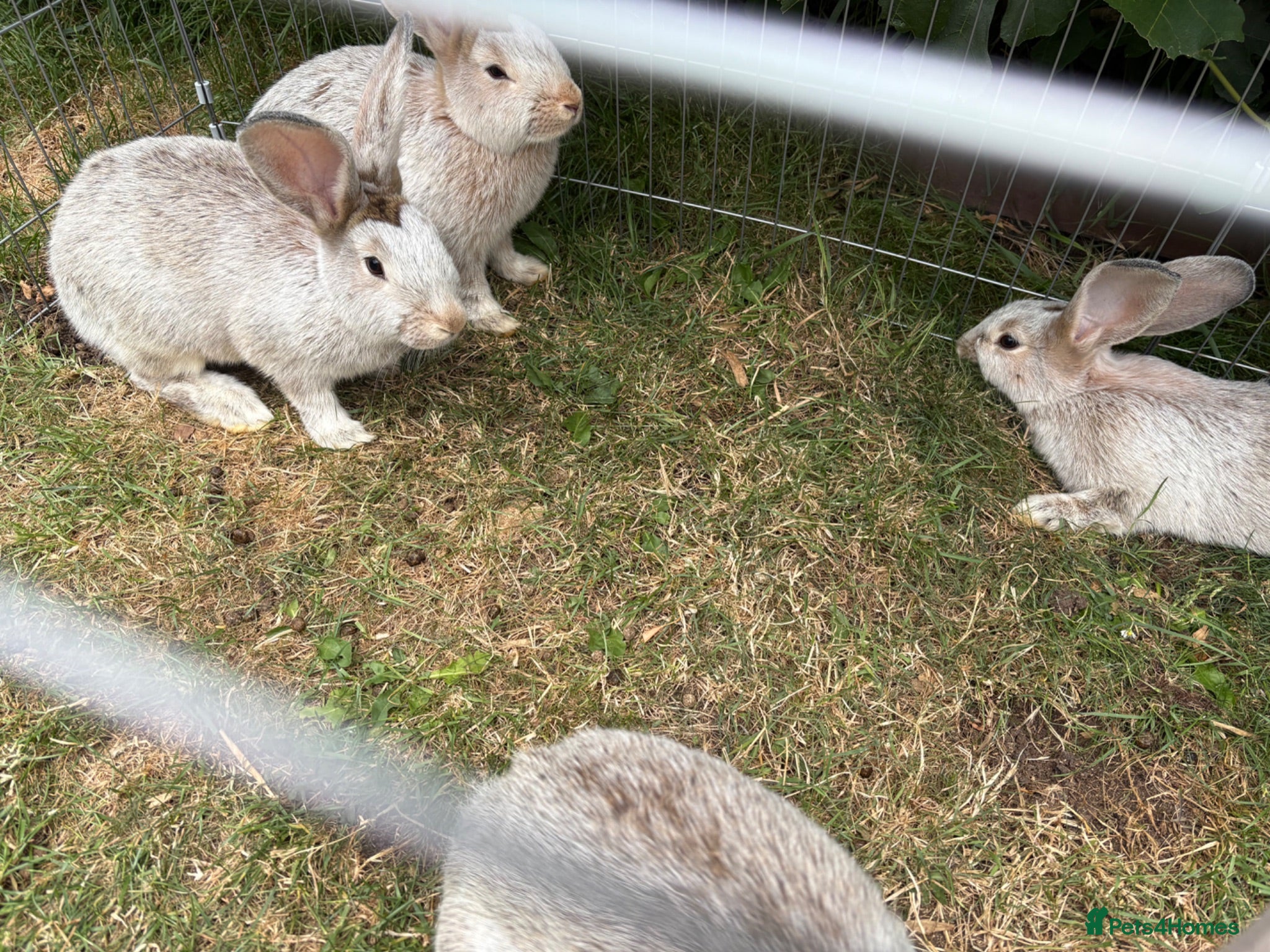 Mixed Breed rabbits Newzealand cross - Advert 19