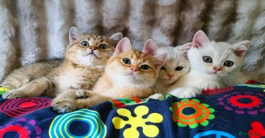 British Shorthair cats - Advert 3
