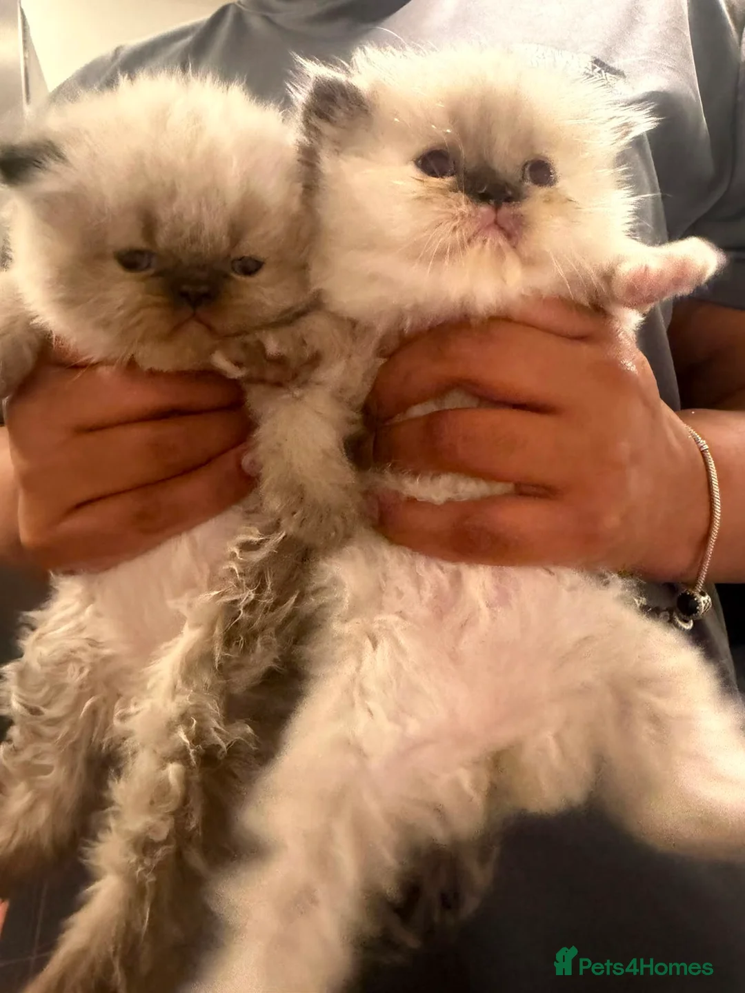 Persian cats for sale: Beautiful blue eyes rare colour persian chinchilla - Advert 1
