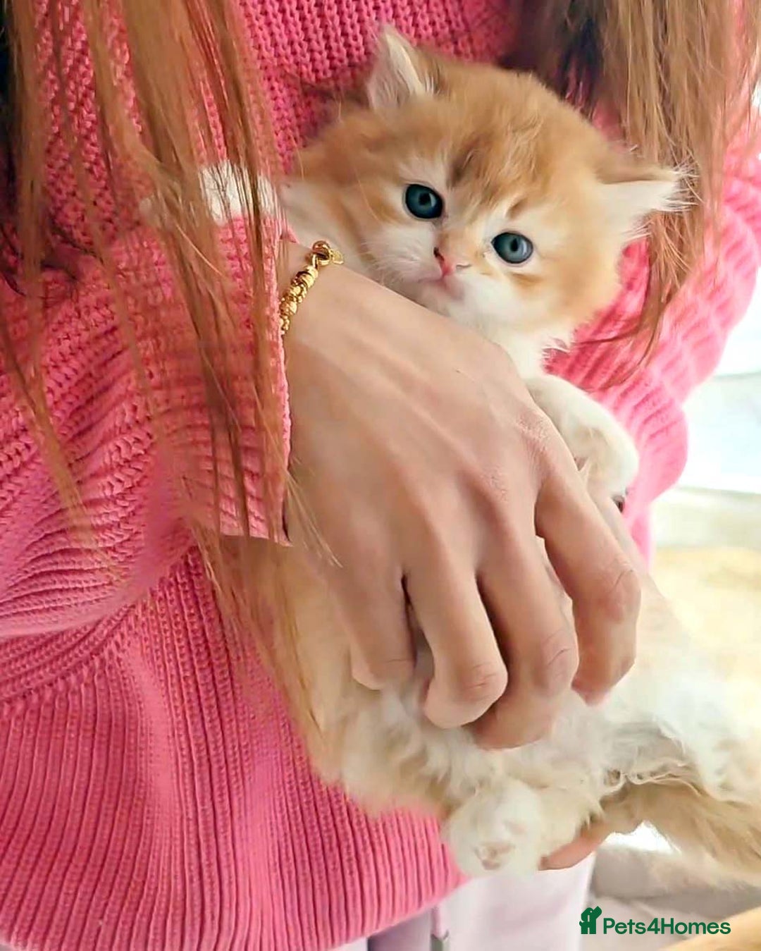 British Shorthair cats for sale: Lovely BSH/BLH Kittens Ready For New Home - Advert 31