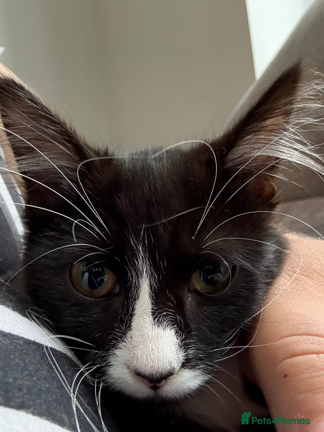 Mixed Breed cats for sale: Buddie is looking for a forever home - Image 2