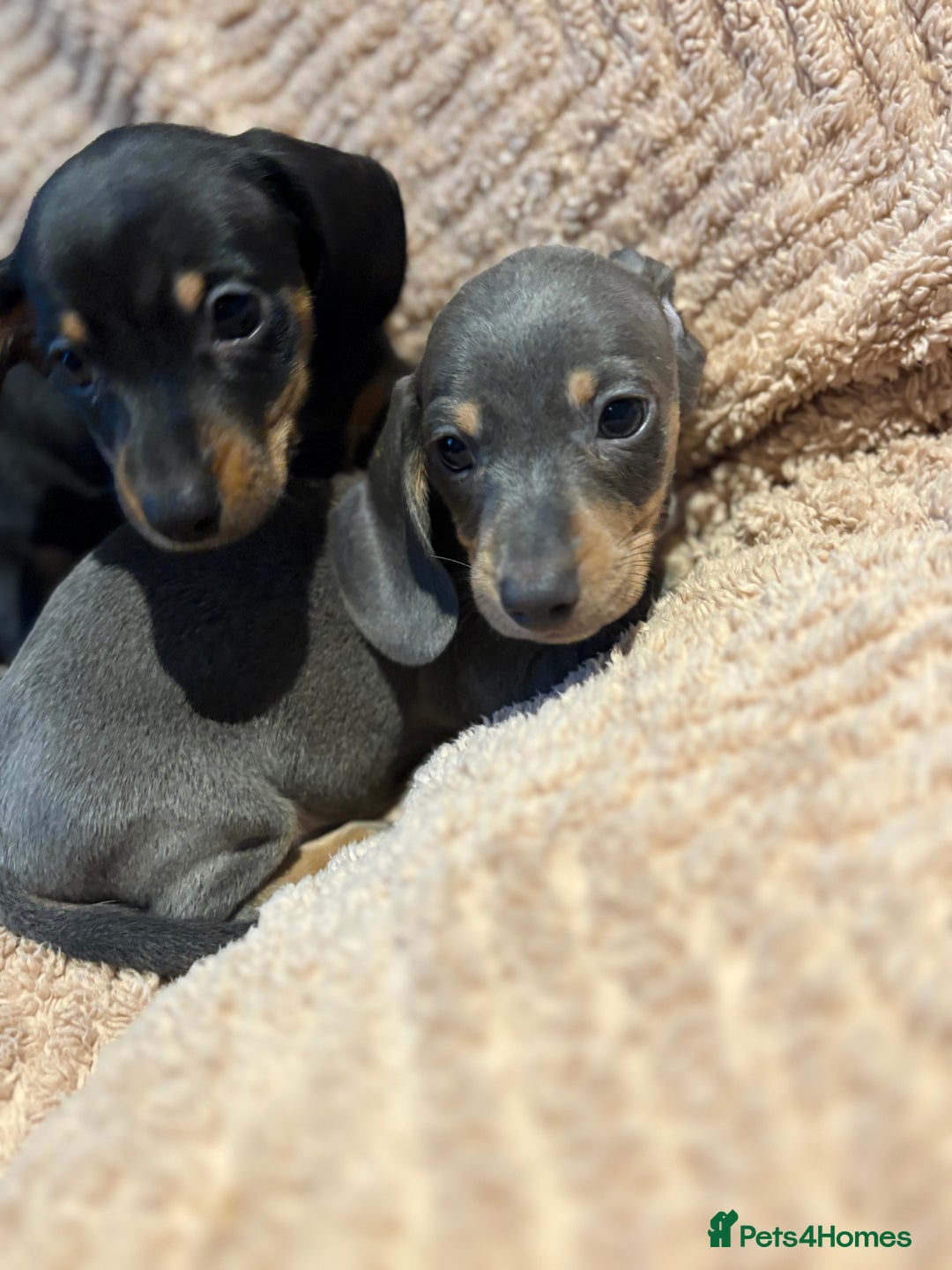 Dachshund dogs for sale: ⭐️KC reg miniature ⭐️Ready now litter Dachshunds  - Advert 12