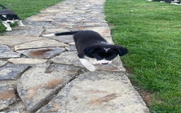 Border Collie dogs for sale: Border collie puppies  - Image 11