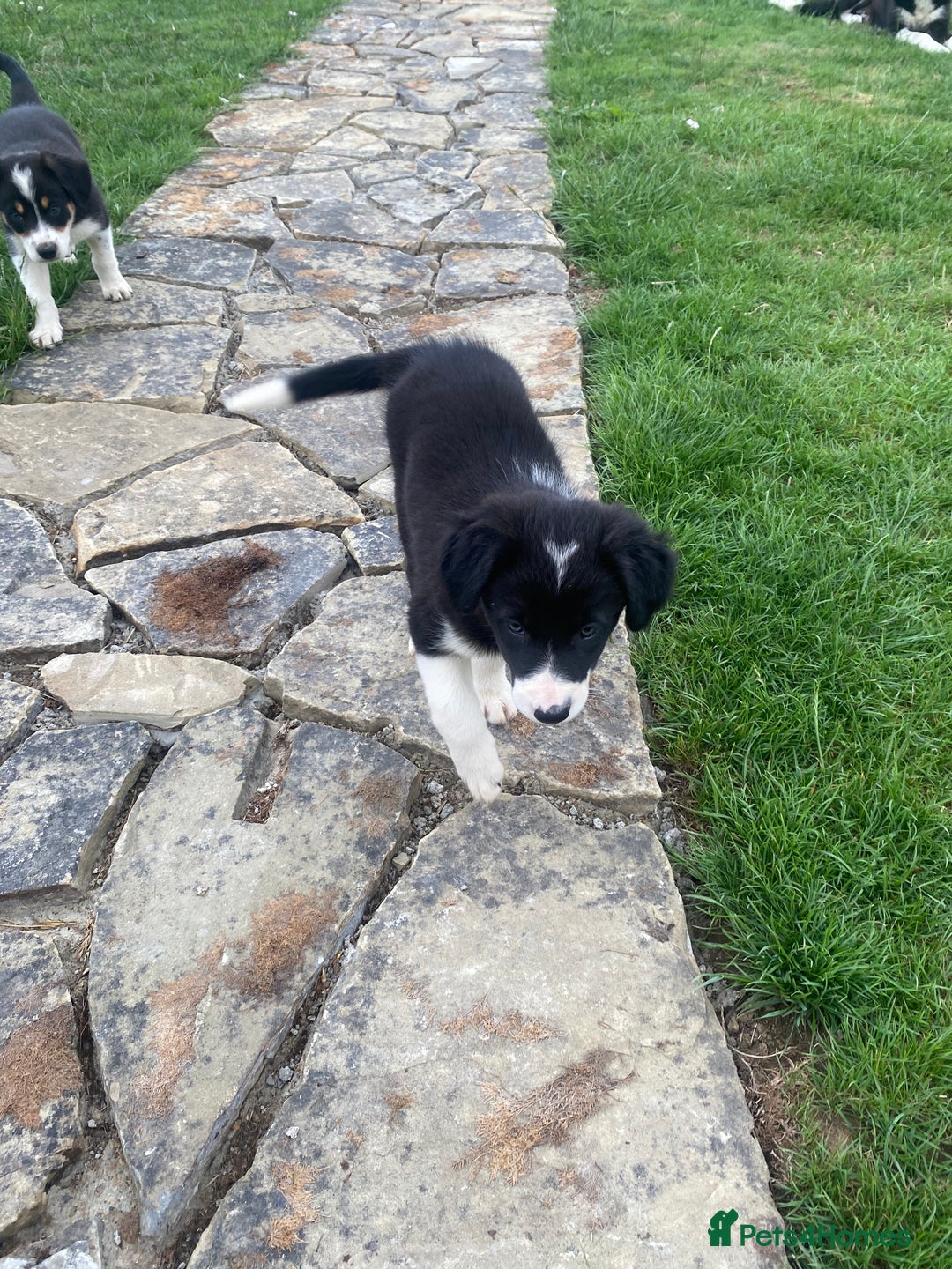 Border Collie dogs for sale: Border collie puppies  - Image 11