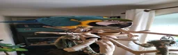 Macaws birds for sale: Blue and gold macaw for sale in Otley - Advert 3
