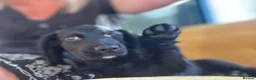 Cocker Spaniel dogs for sale: Ready to leave now - Advert 3