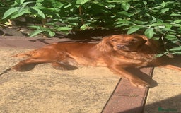 Cocker Spaniel dogs for sale: Gorgeous WCS pups - Image 9
