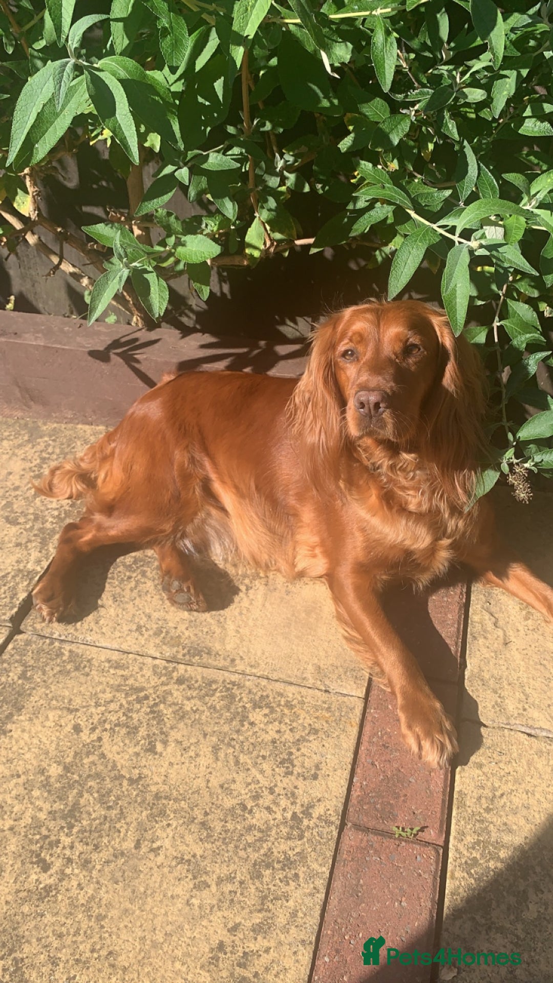 Cocker Spaniel dogs for sale: Gorgeous WCS pups - Image 9
