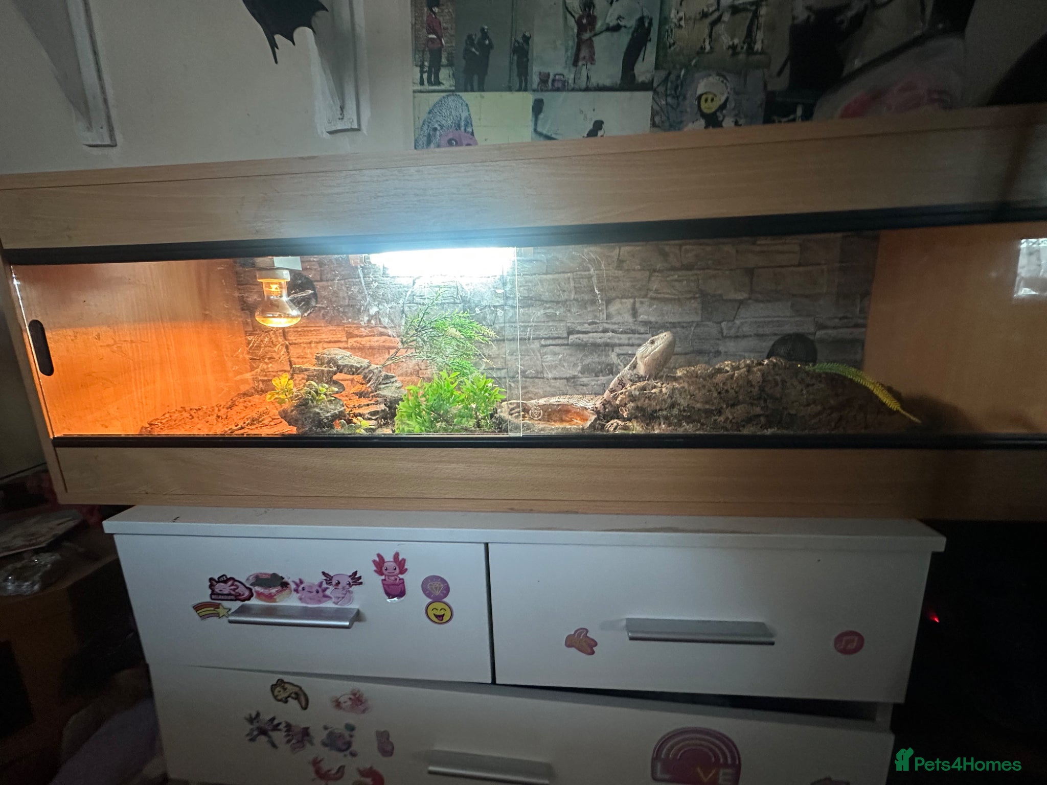 Skink reptiles for sale: Blue tounge skink - Advert 2