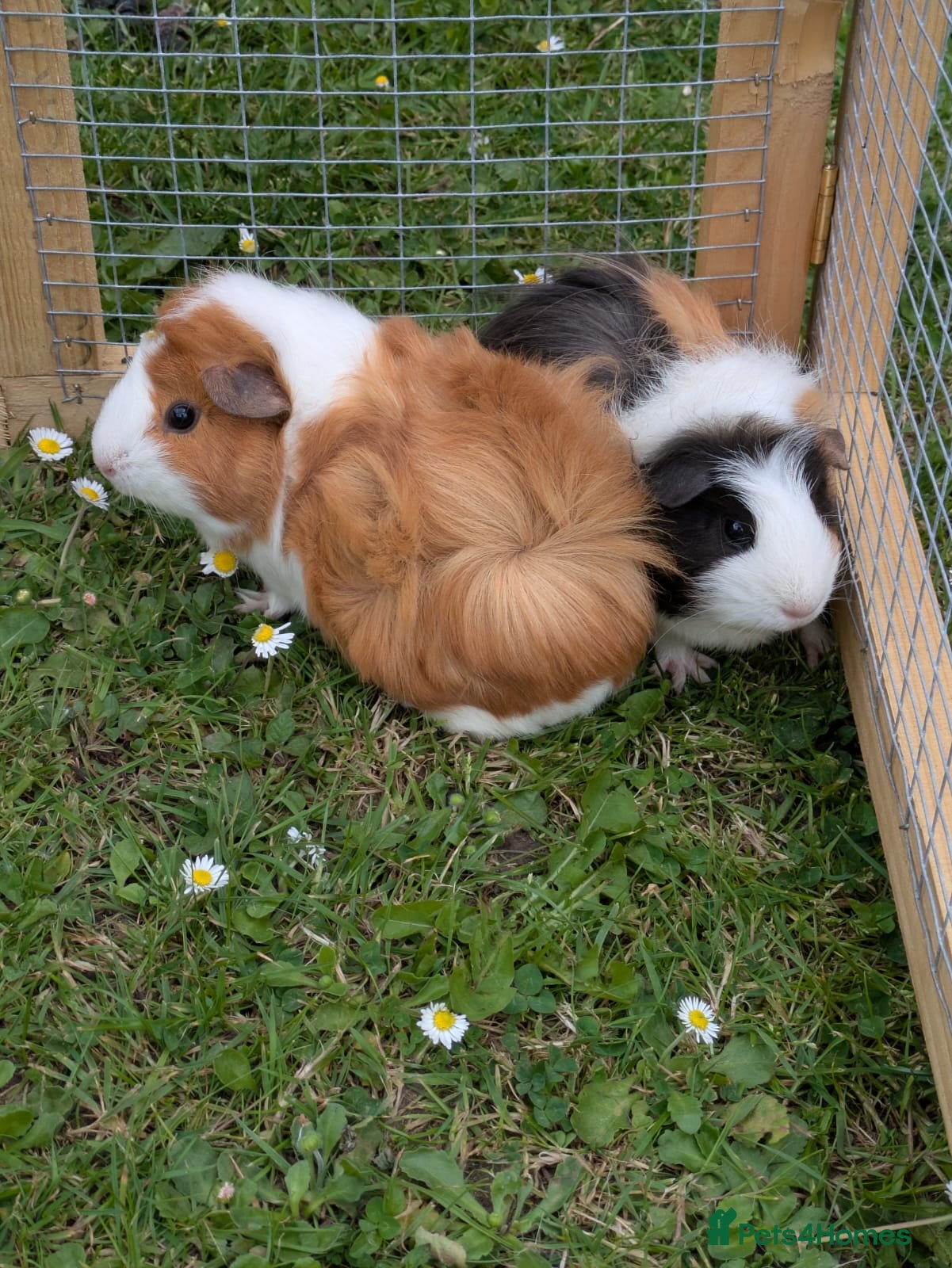 Guinea Pig rodents Pair of Baby Female Guinea Pigs  - Advert 1