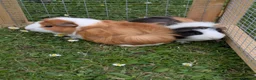 Guinea Pig rodents for sale: Pair of Baby Female Guinea Pigs  - Advert 1