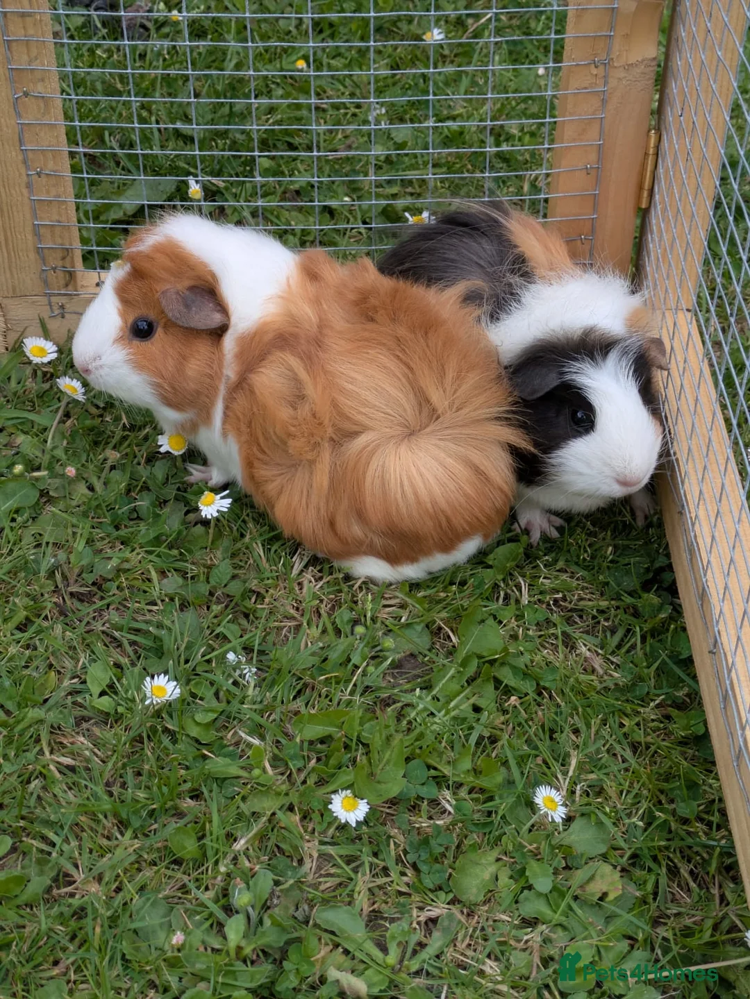 Guinea Pig rodents for sale: Pair of Baby Female Guinea Pigs  - Advert 1