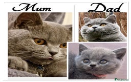 British Shorthair cats for sale: GCCF active mum and daughter blue BSH - Image 4