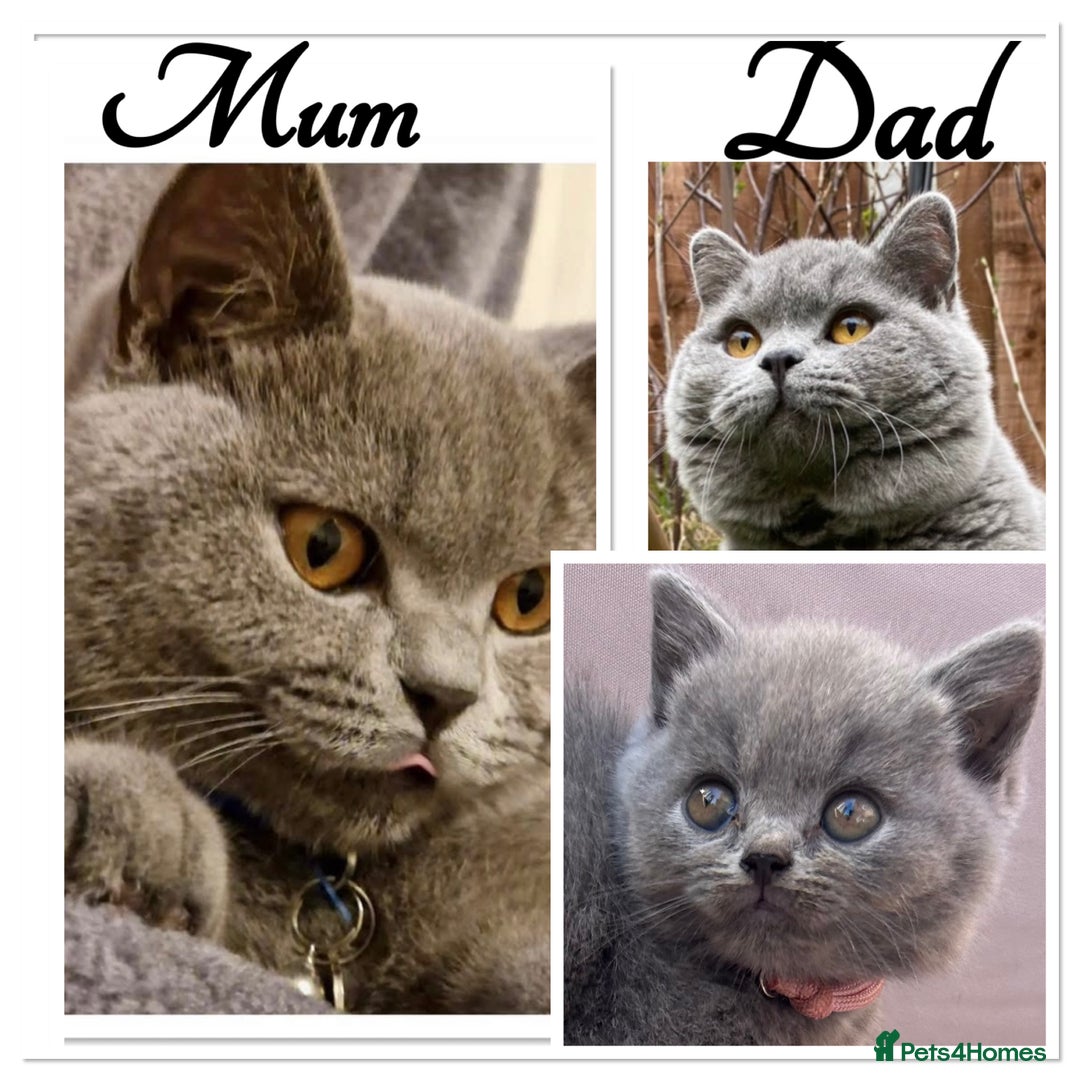 British Shorthair cats for sale: GCCF active mum and daughter blue BSH - Image 4