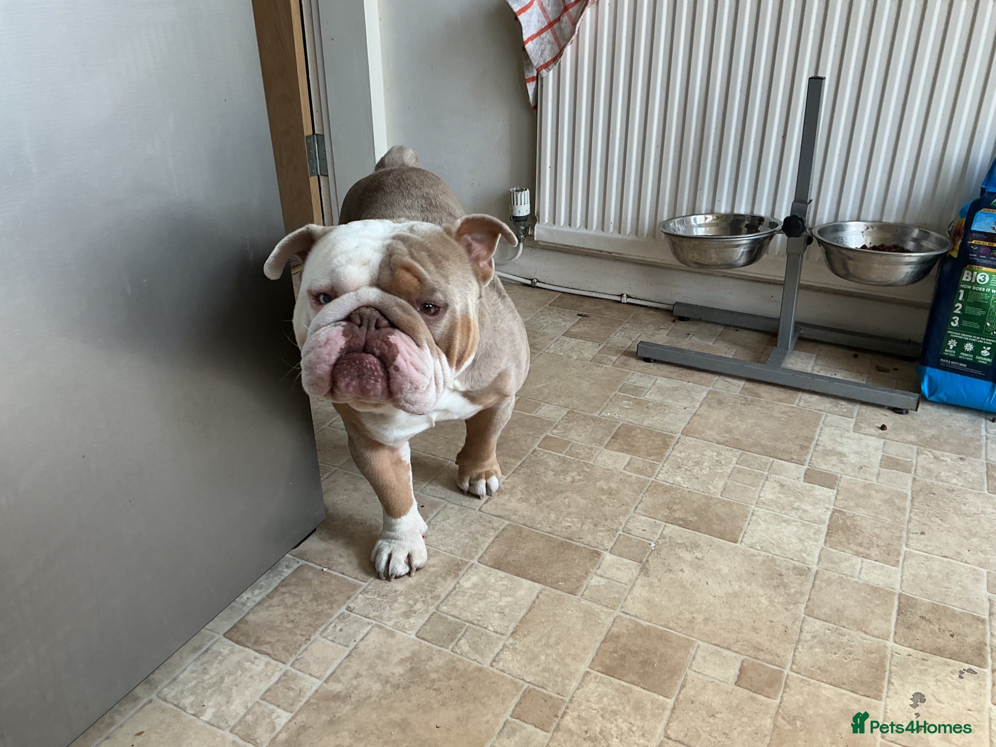 English Bulldog dogs British bulldog named Bronson  - Advert 1