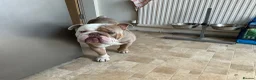 English Bulldog dogs for stud: British bulldog named Bronson  in Leeds - Advert 1