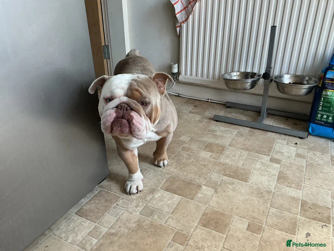 English Bulldog dogs for stud: British bulldog named Bronson  in Leeds - Advert 1