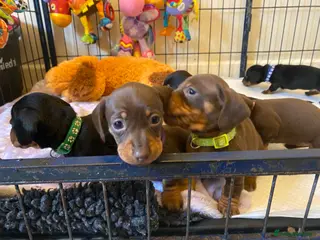 Miniature Dachshund dogs OVER 40 CHAMPIONS, KC REG - Advert 18