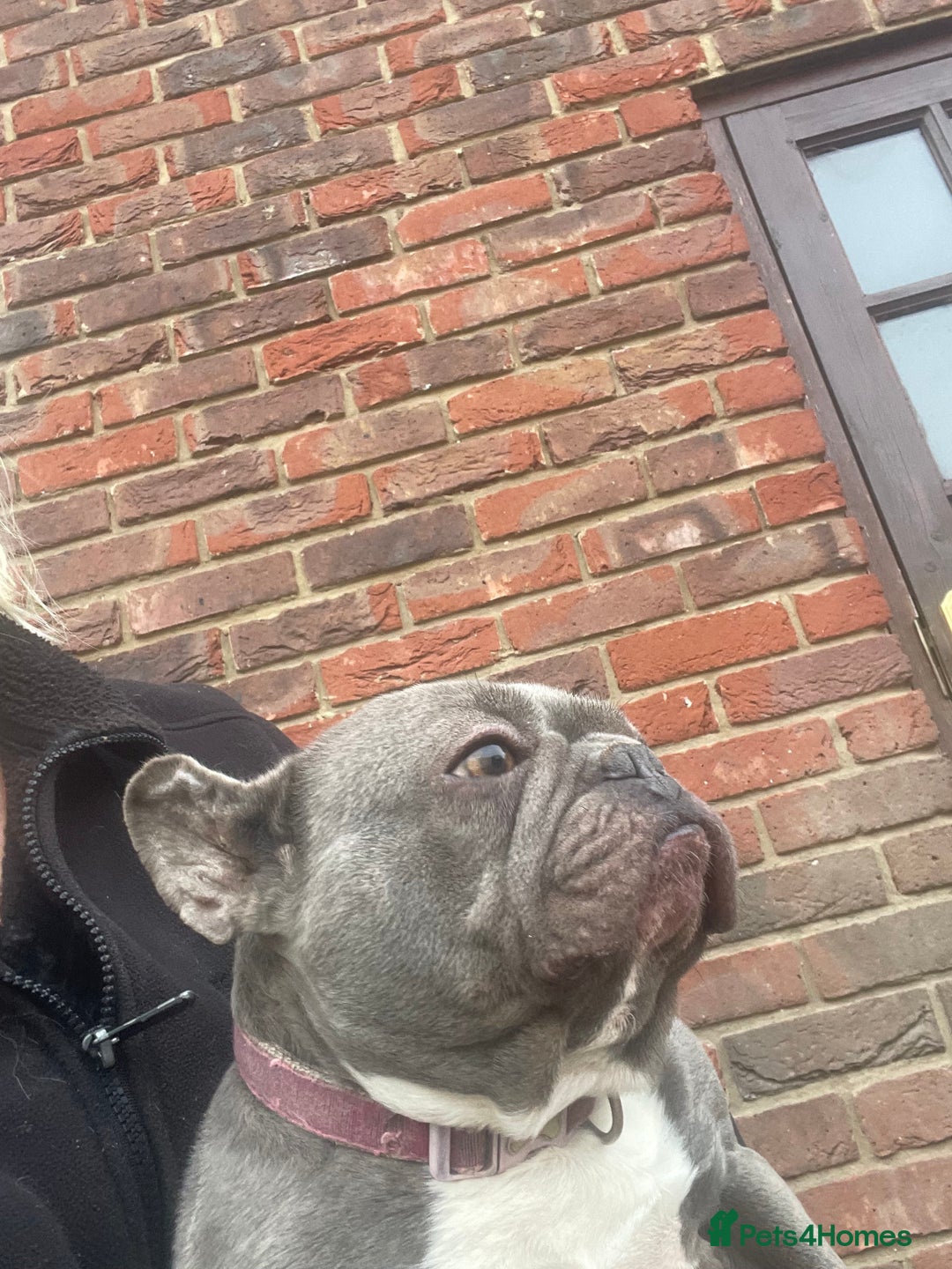 French Bulldog dogs for sale: Frenchie female - Advert 4