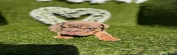 English Bulldog dogs for sale: Gorgeous KC English Bulldog Puppies - Advert 20