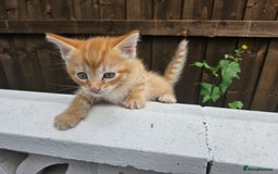 Maine Coon cats for sale: Beautiful kittens 😸  - Image 12