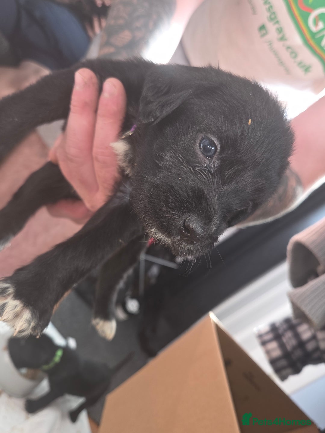 Mixed Breed dogs for sale: Labrador/irish wolf hound  - Image 20
