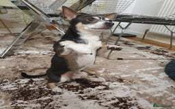 Chihuahua dogs for sale: Male chihuahua for adoption  - Image 3