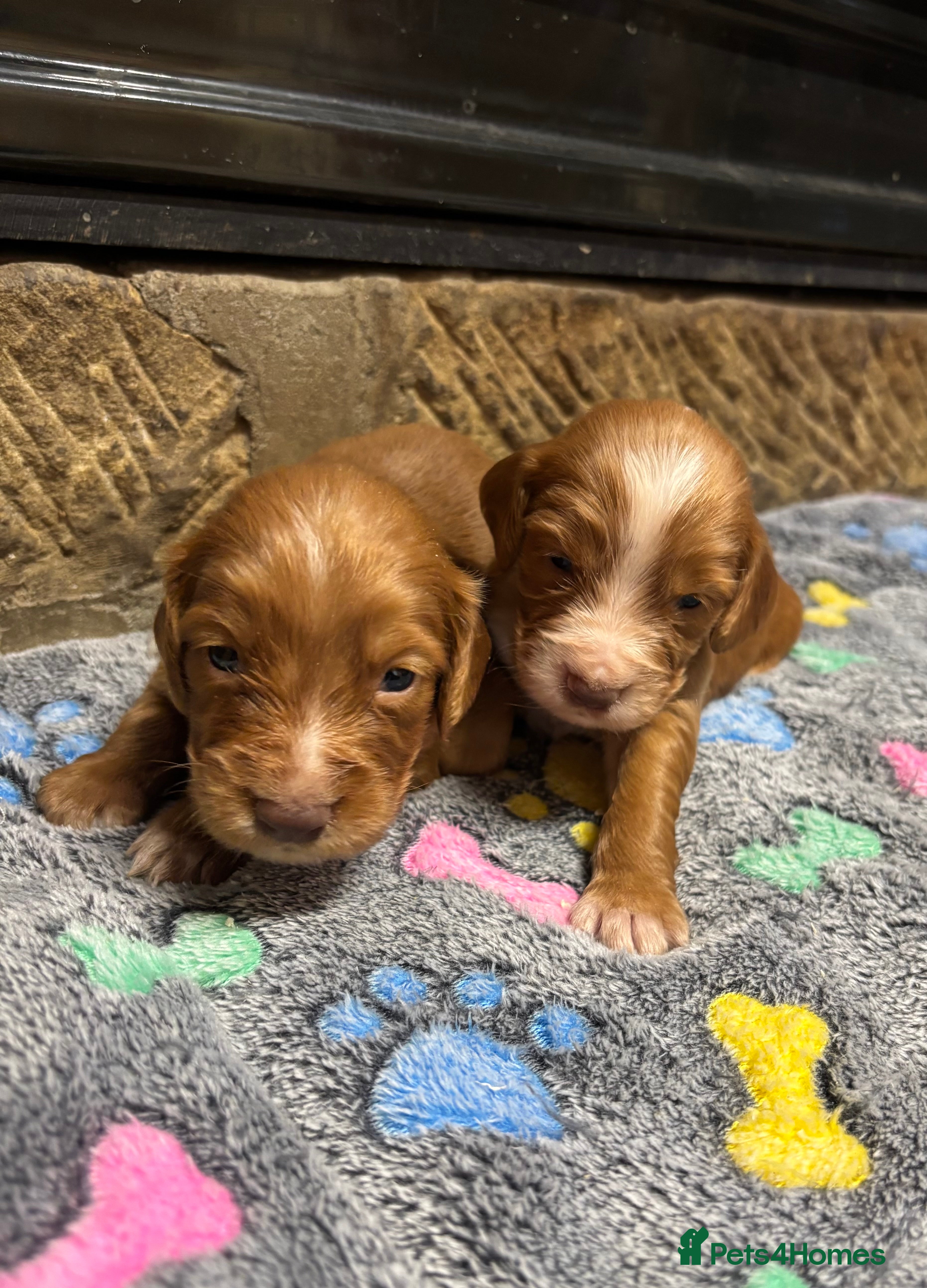 Cocker Spaniel dogs Gorgeous Cocker Spaniel Puppies  - Advert 5