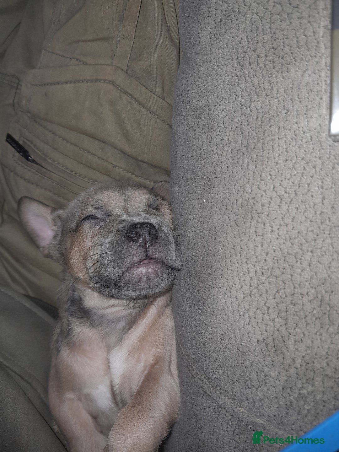 Mixed Breed dogs for sale: French bulldog x - Advert 13