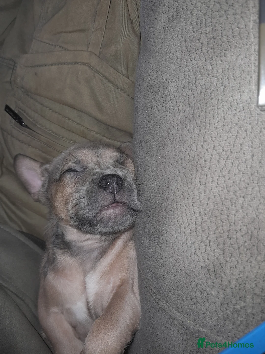 Mixed Breed dogs for sale: French bulldog x - Advert 13