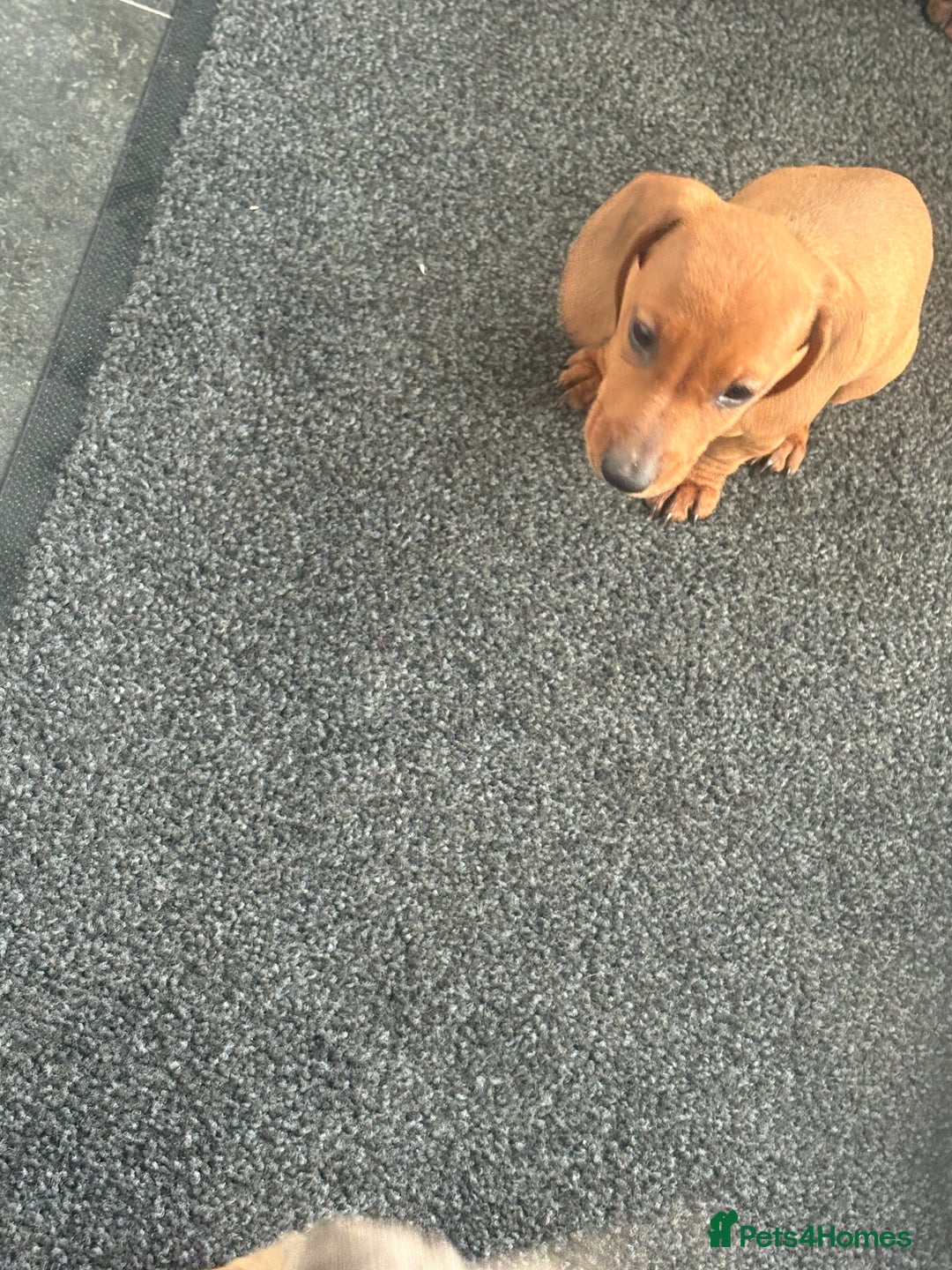 Miniature Dachshund dogs for sale: Beautiful babies ready for there5⭐️ home - Advert 9