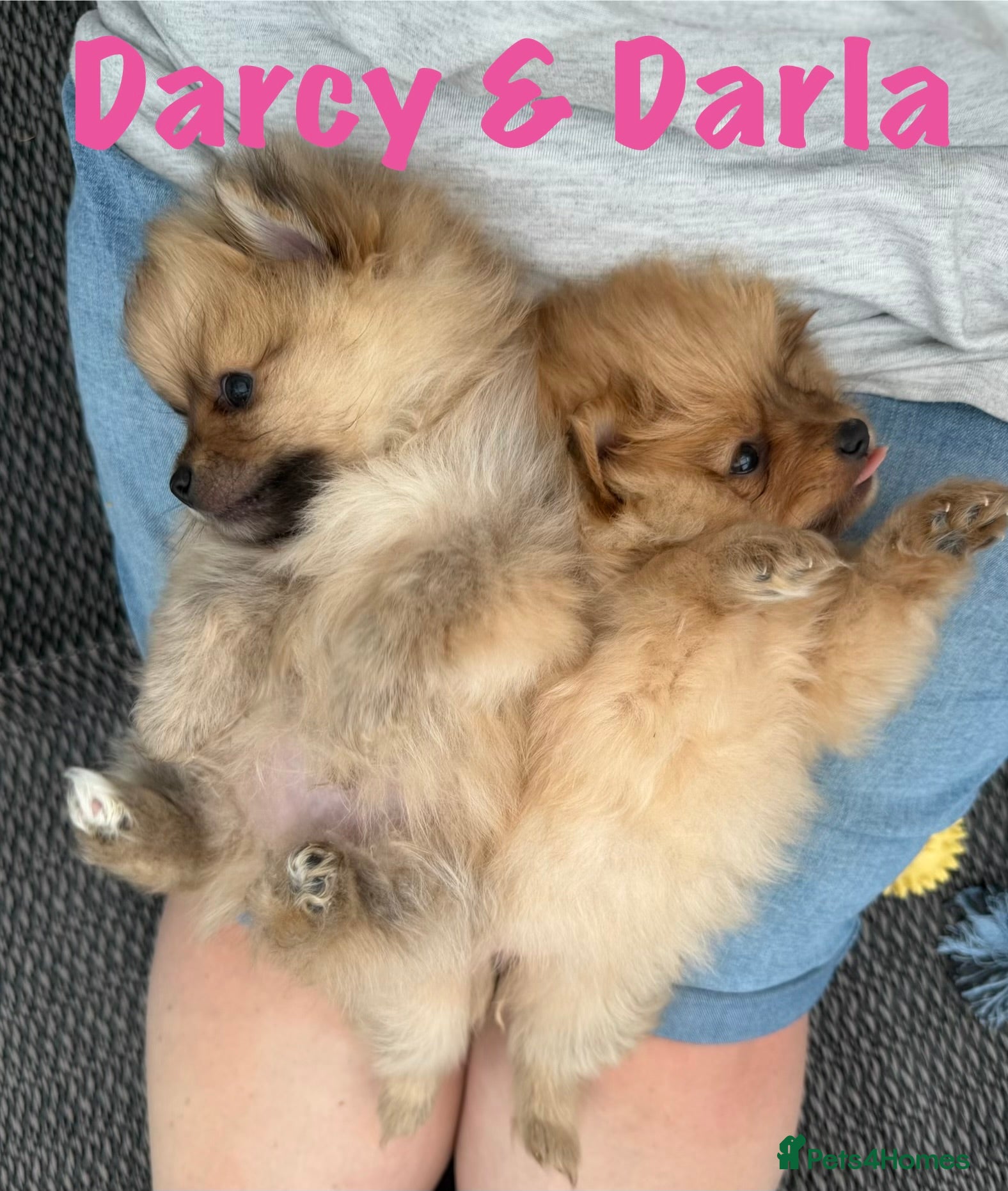 Pomeranian dogs for sale: Pomeranian Puppies Available To Reserve Now in Manchester - Advert 22