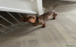 Dachshund dogs for sale: Beautiful litter of dachshund puppy’s  - Image 11