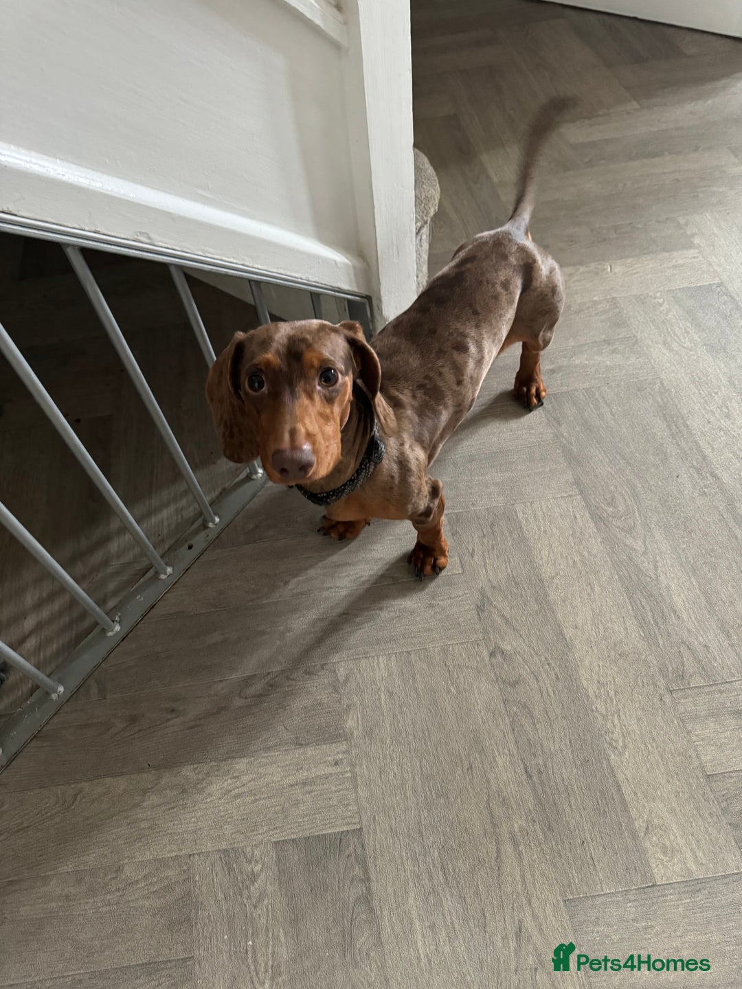 Dachshund dogs for sale: Beautiful litter of dachshund puppy’s  - Image 11