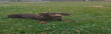 Miniature Dachshund 1