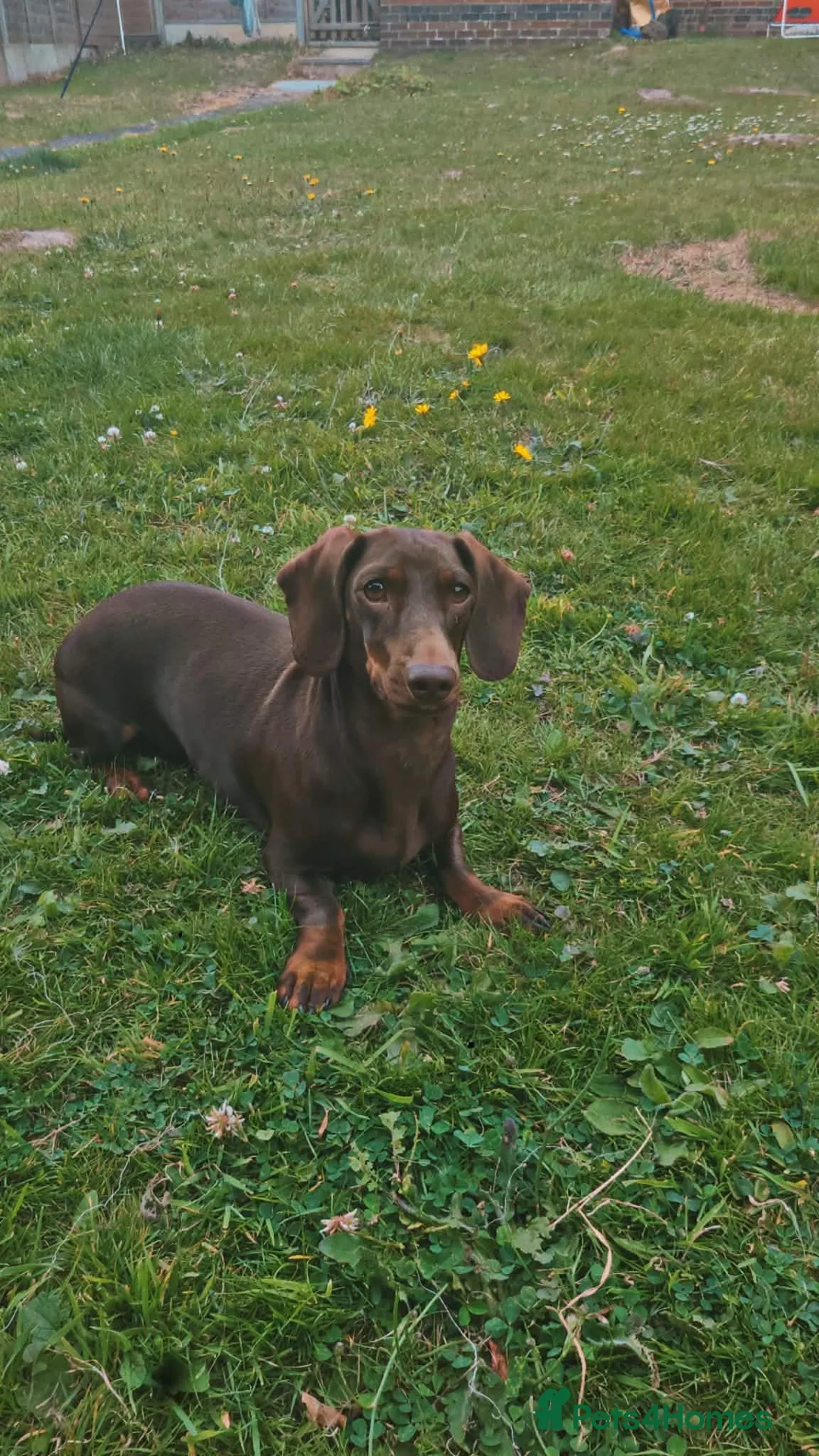 Miniature Dachshund dogs for sale: Beautiful miniature Dashound  in Ashby-de-la-Zouch - Advert 1
