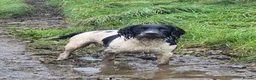 English Springer Spaniel dogs for stud: Black and white springer spaniel for stud  - Advert 4