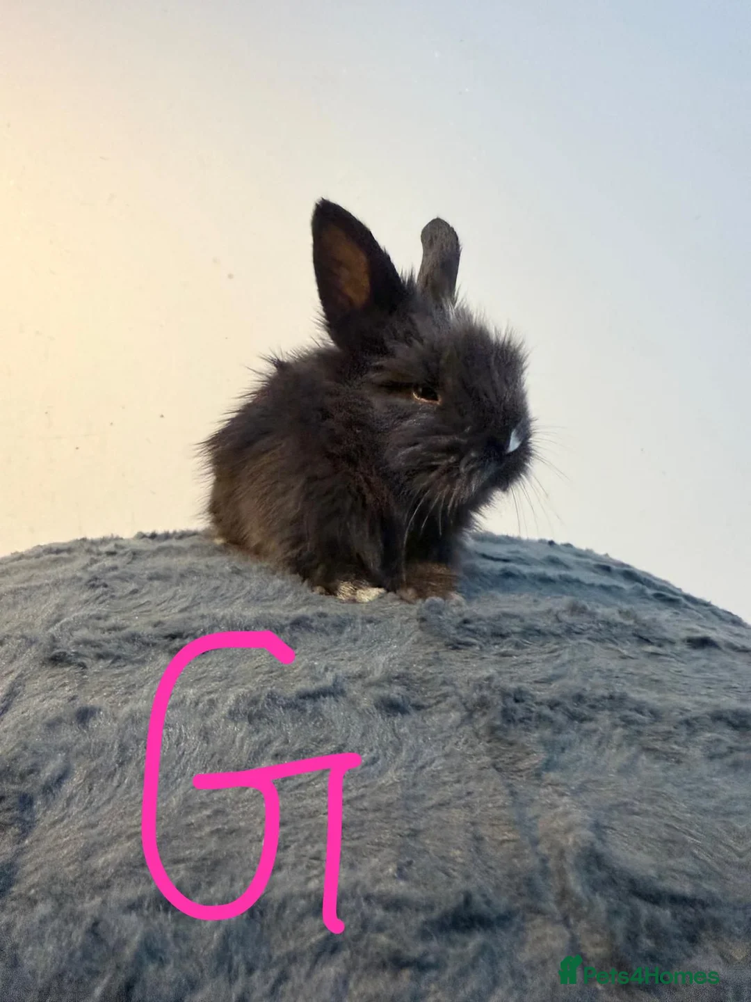 Lionhead rabbits for sale: Very beautiful - Double Mained lionhead babies. - Advert 15