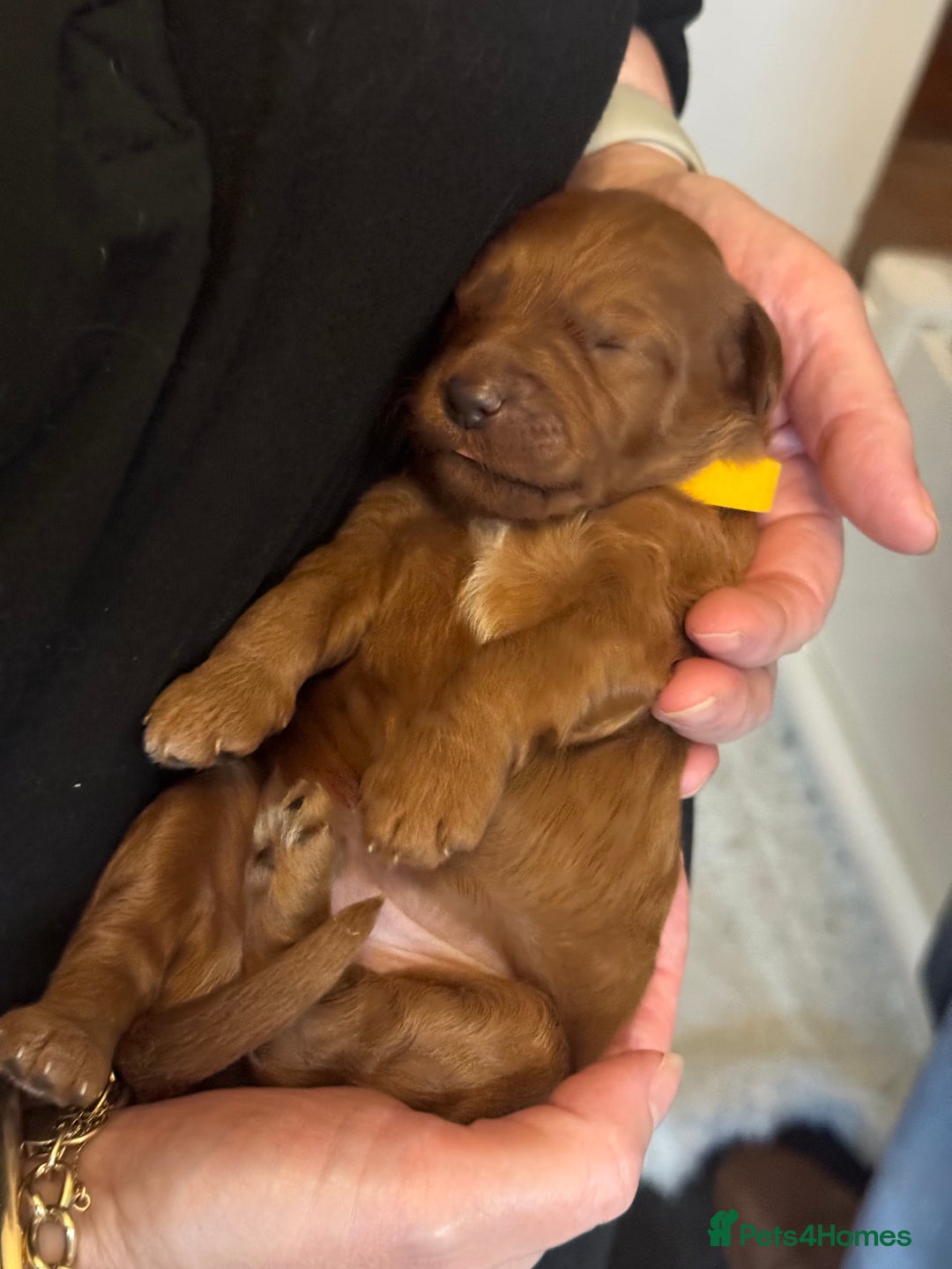 Australian Labradoodle dogs for sale: 100% Pure bred Australian Labradoodle - Advert 27